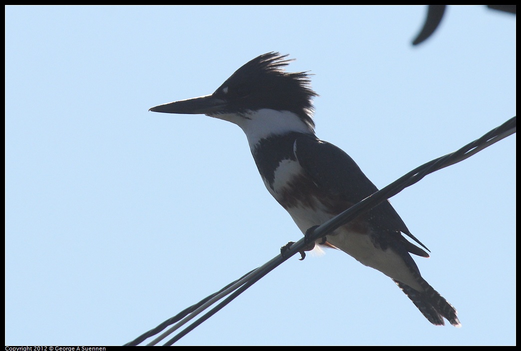 1030-130849-02.jpg - Belted Kingfisher