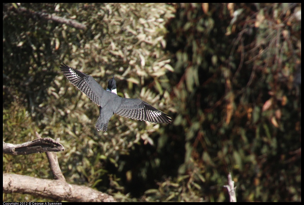 1030-130903-02.jpg - Belted Kingfisher