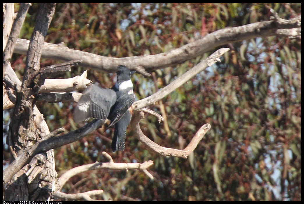 1030-130904-01.jpg - Belted Kingfisher