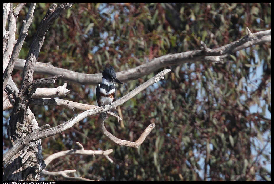 1030-130908-03.jpg - Belted Kingfisher