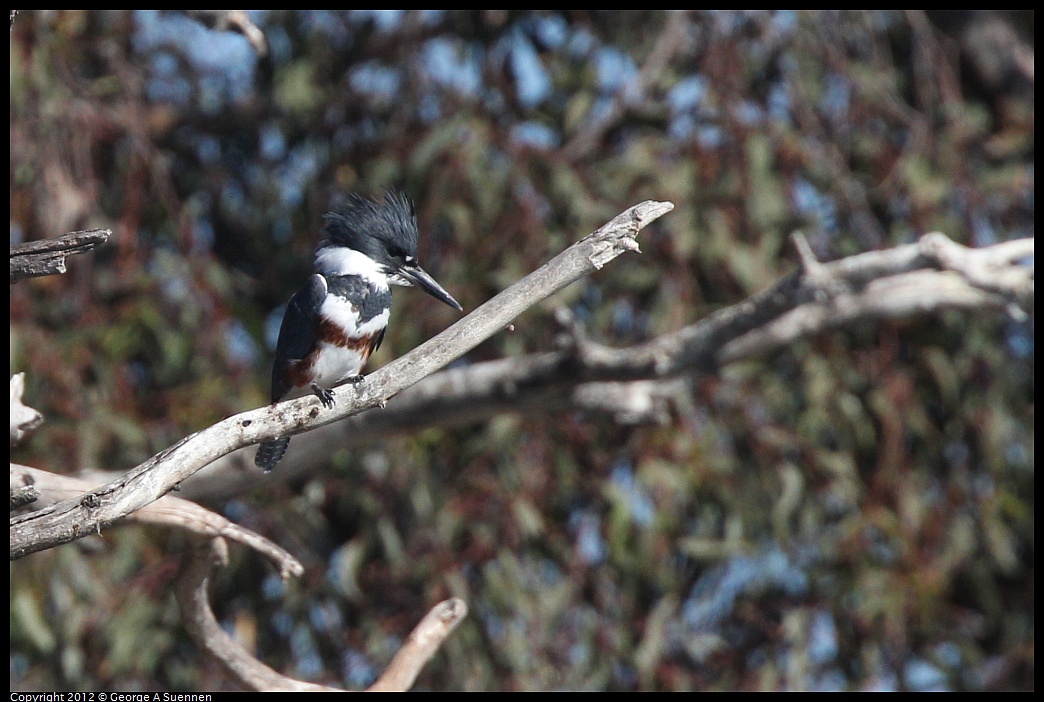 1030-130951-01.jpg - Belted Kingfisher