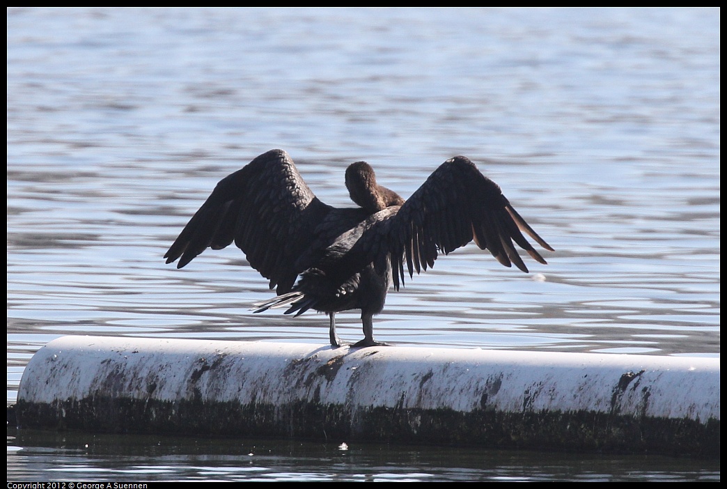 1030-131014-02.jpg -  Double-crested Cormorant