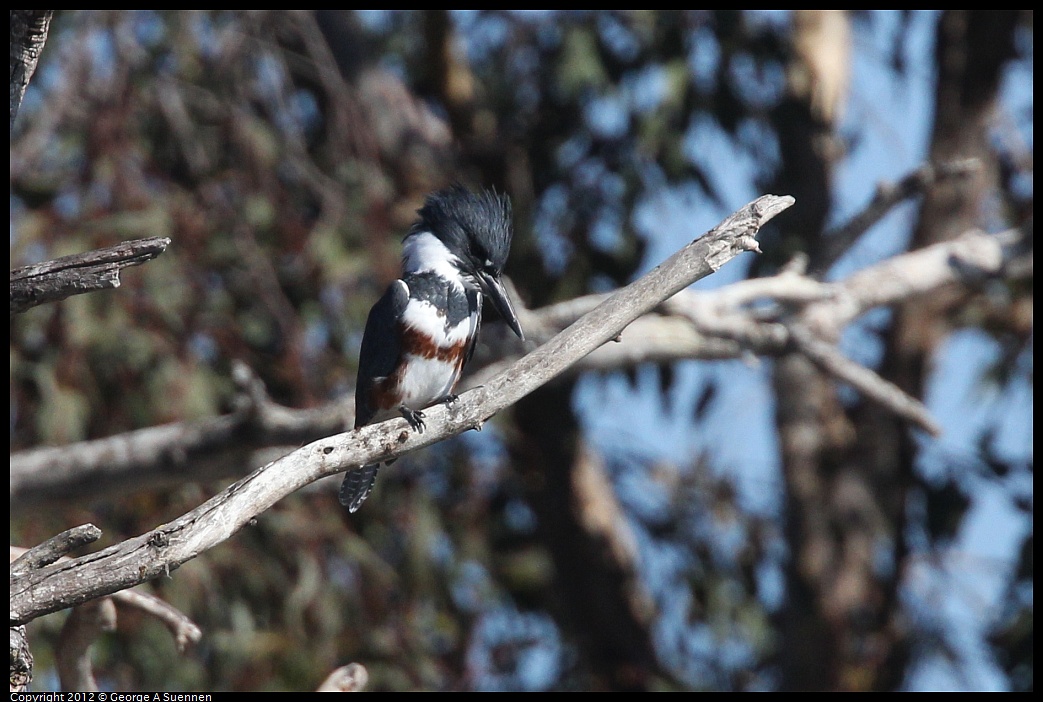 1030-131024-01.jpg - Belted Kingfisher