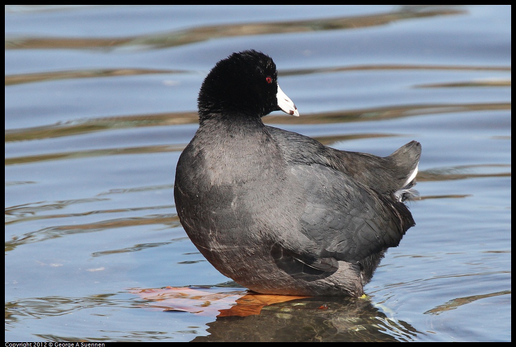 1030-131125-01.jpg - American Coot