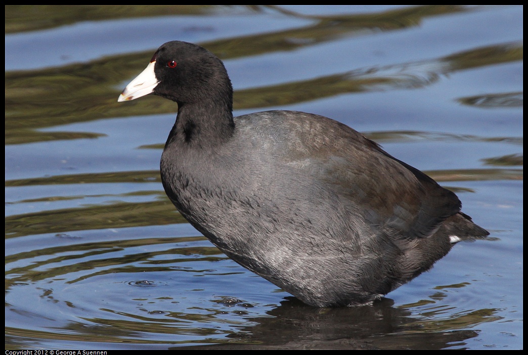 1030-131131-05.jpg - American Coot