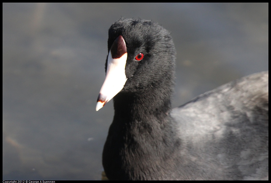 1030-131148-01.jpg - American Coot