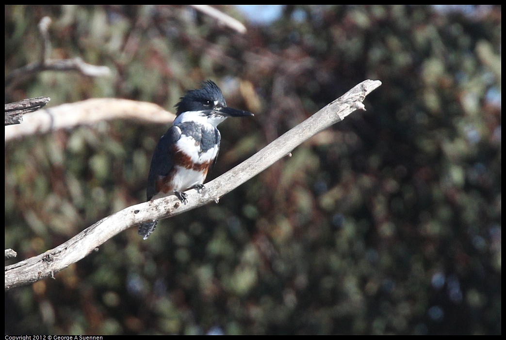 1030-131157-01.jpg - Belted Kingfisher