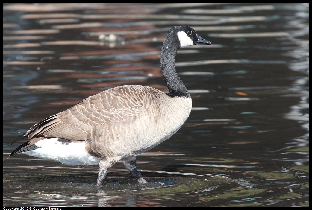 1030-131211-01.jpg - Canada Goose