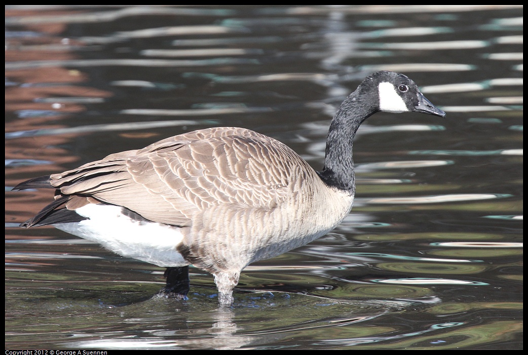 1030-131212-02.jpg - Canada Goose