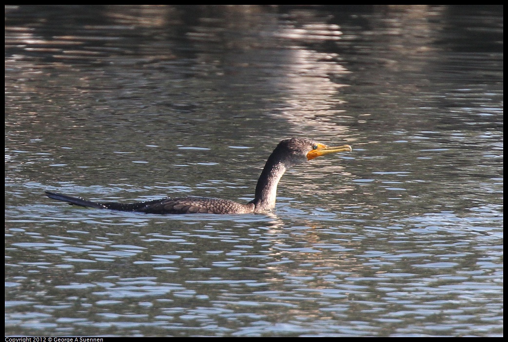 1030-131305-01.jpg -  Double-crested Cormorant