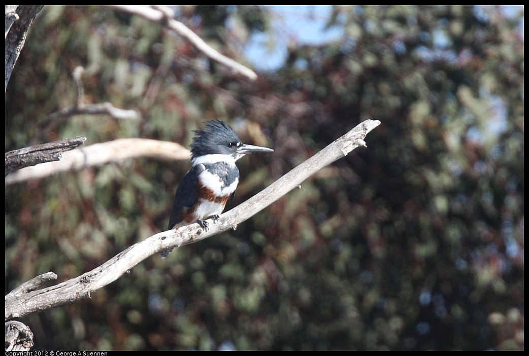 1030-131316-01.jpg - Belted Kingfisher