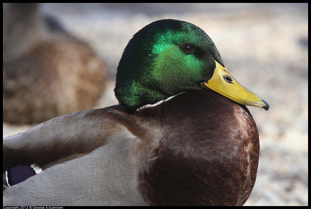 1030-131617-01.jpg - Mallard