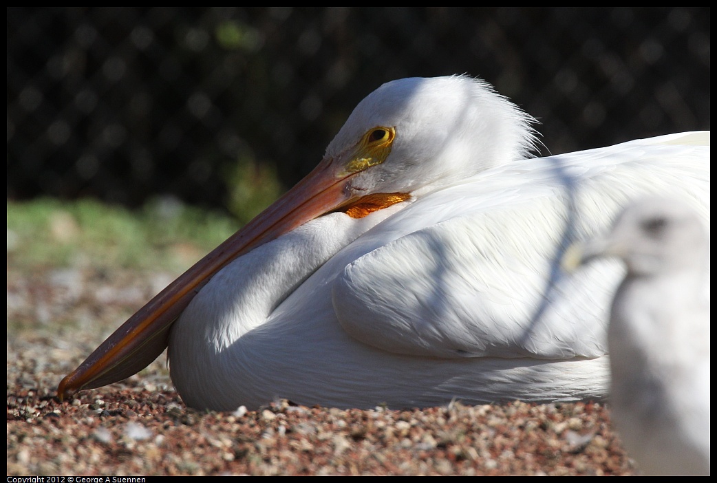 1030-131747-01.jpg - American White Pelican