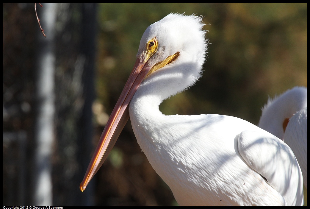 1030-131751-01.jpg - American White Pelican