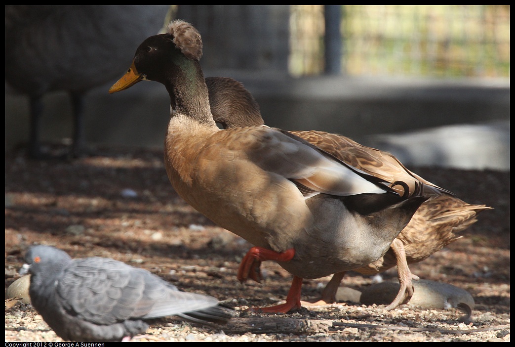 1030-131809-02.jpg - Duck