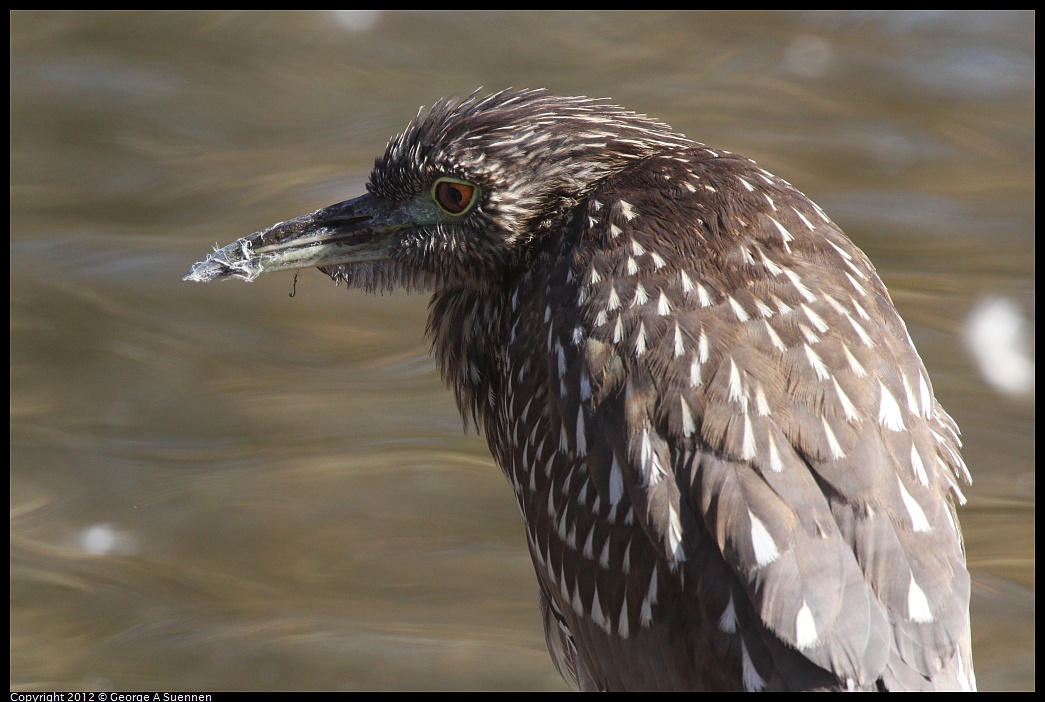 1030-131824-01.jpg - Black-crowned Night Heron