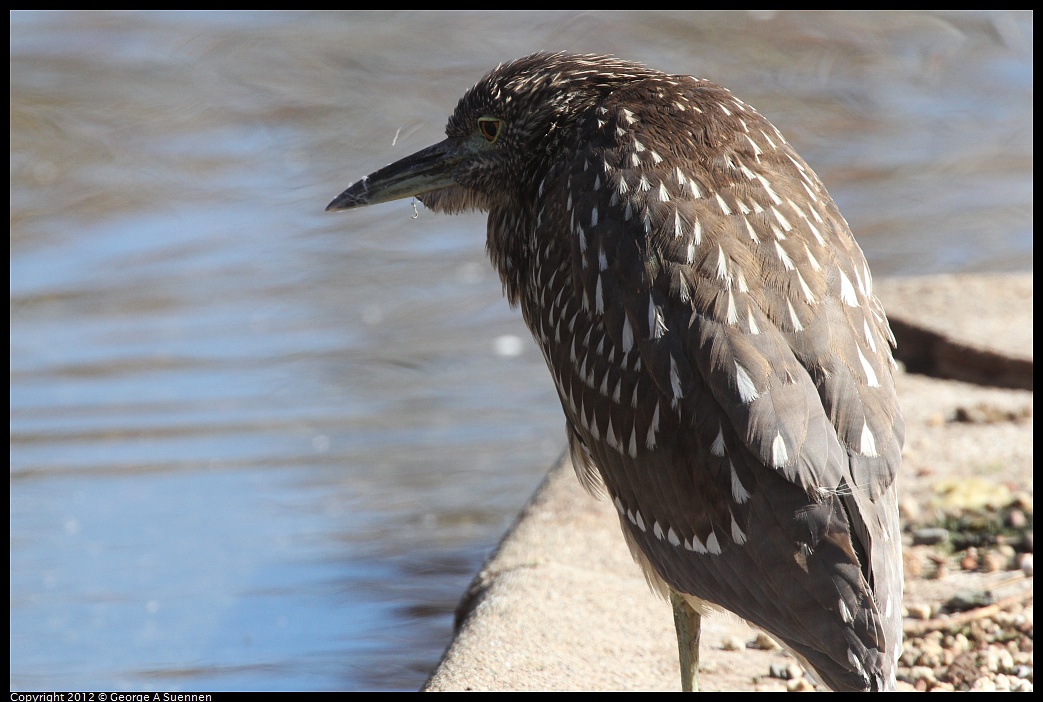 1030-131911-03.jpg - Black-crowned Night Heron