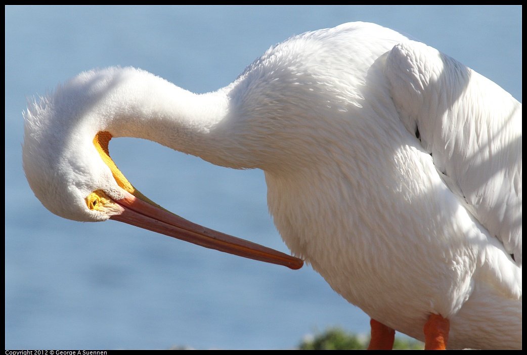 1030-131950-01.jpg - American White Pelican