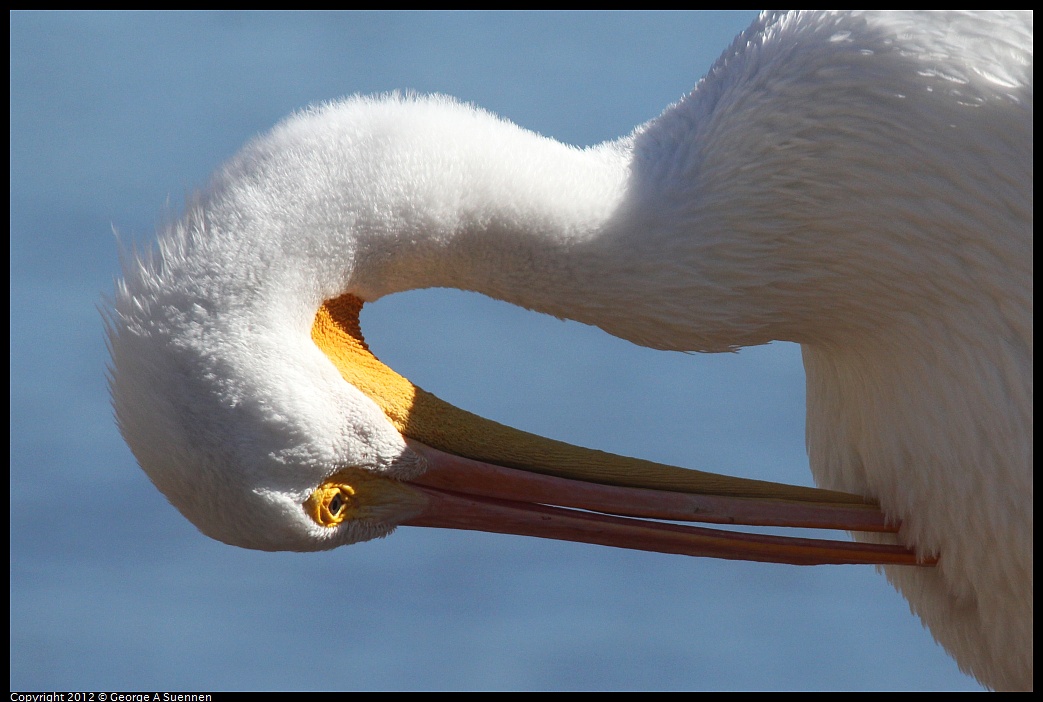 1030-132006-02.jpg - American White Pelican