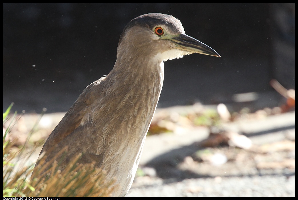 1030-132056-03.jpg - Black-crowned Night Heron