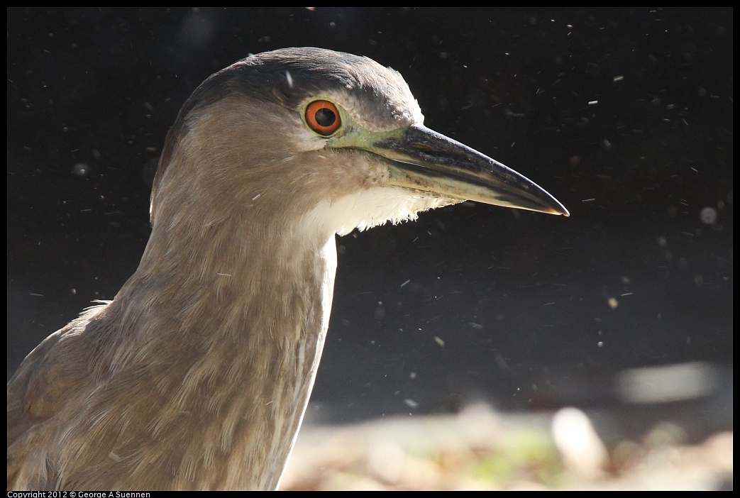 1030-132102-04.jpg - Black-crowned Night Heron