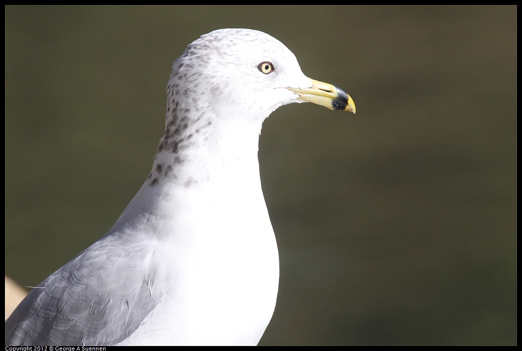 1030-132153-02.jpg - Ring-billed Gull