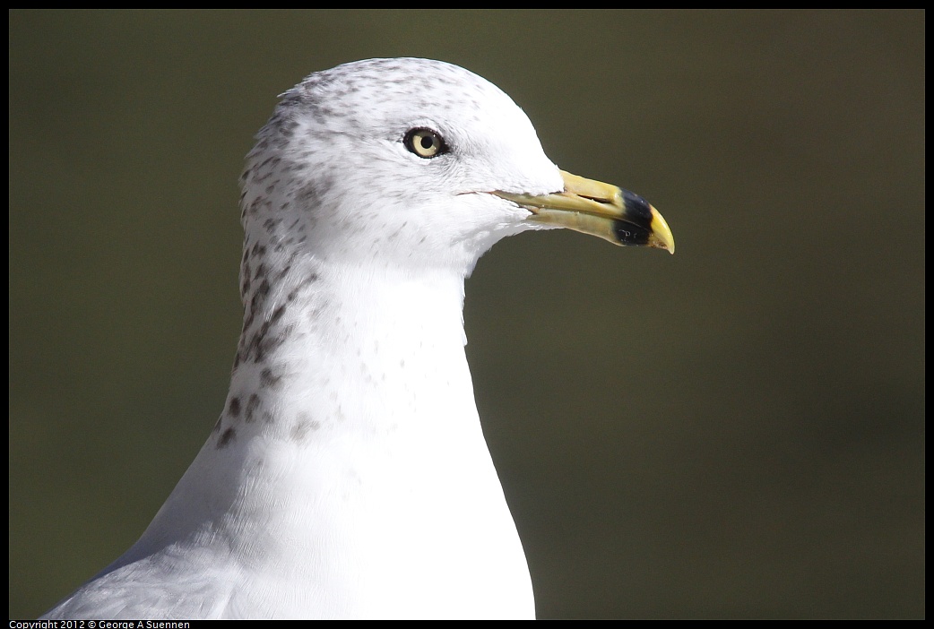 1030-132155-03.jpg - Ring-billed Gull