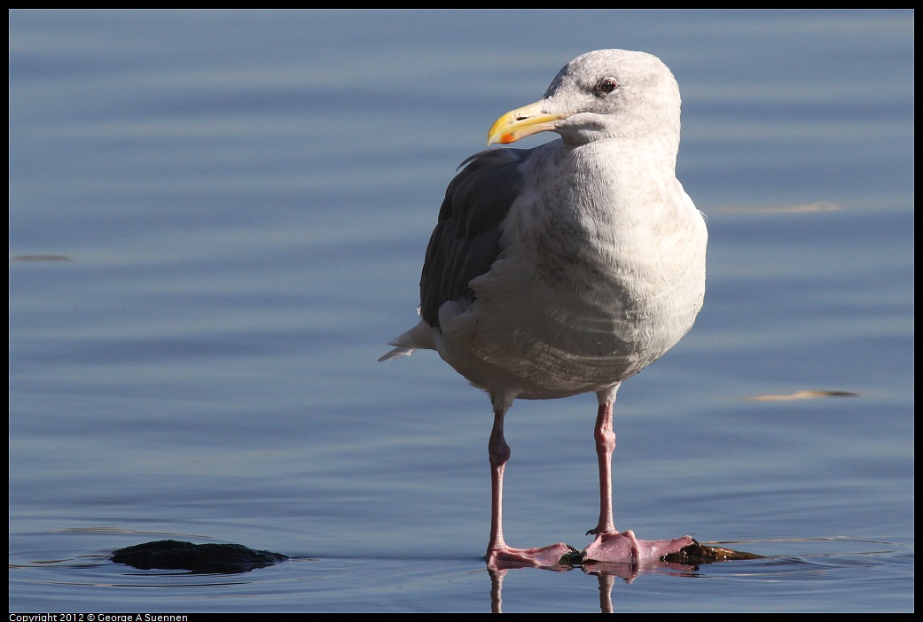 1030-132203-01.jpg - Western Gull