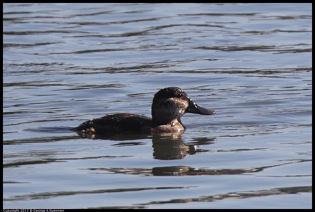 1030-132312-02.jpg - Ruddy Duck