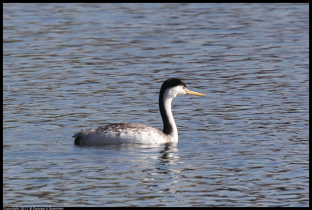 1030-132335-01.jpg - Clark's Grebe