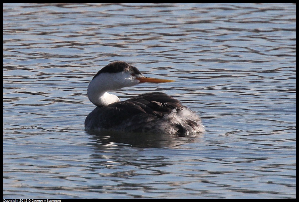 1030-132429-03.jpg - Clark's Grebe