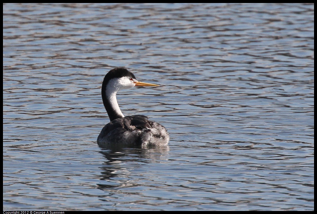 1030-132431-02.jpg - Clark's Grebe