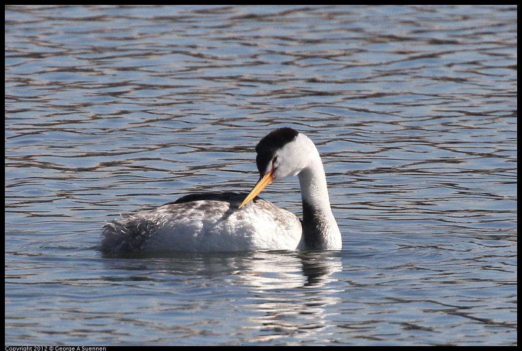 1030-132435-01.jpg - Clark's Grebe