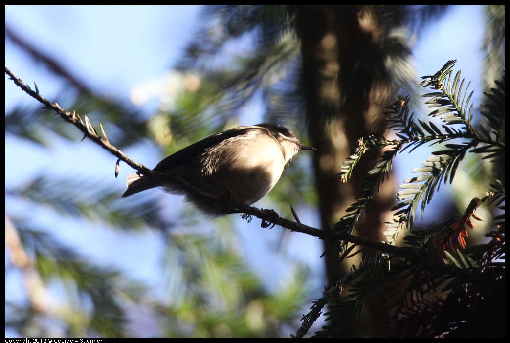 1102-082722-03.jpg - Golden-crowned Kinglet