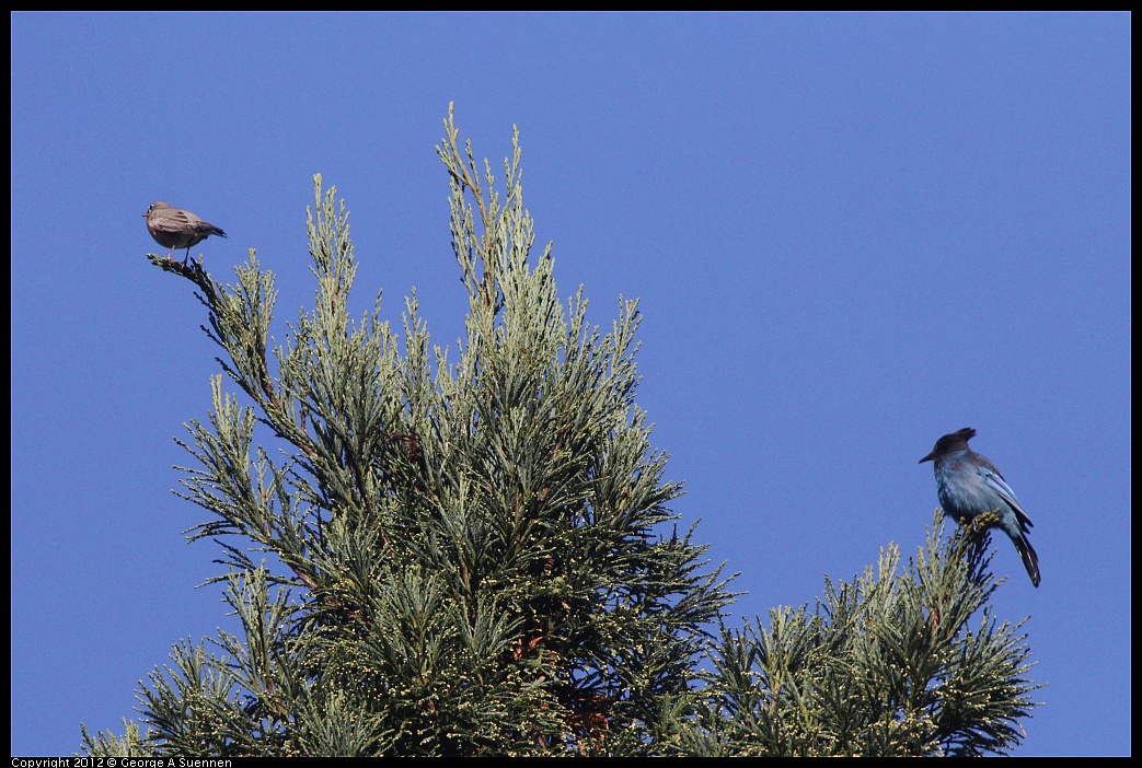 1102-083359-01.jpg - American Robin and Stellar Jay