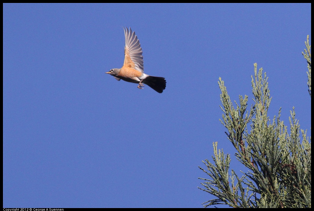 1102-083359-03.jpg - American Robin