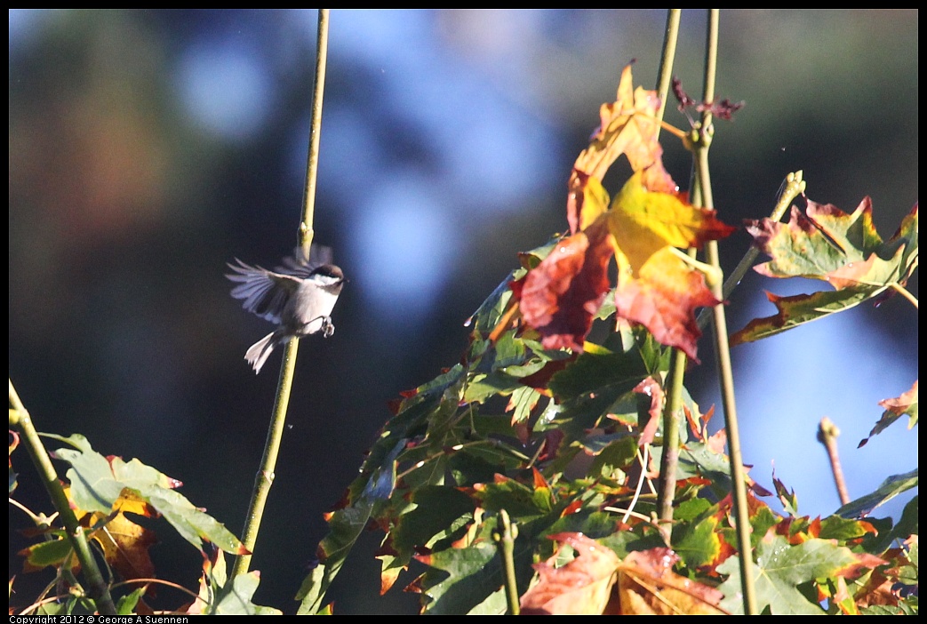 1102-083438-01.jpg - Chestnut-backed Chickadee