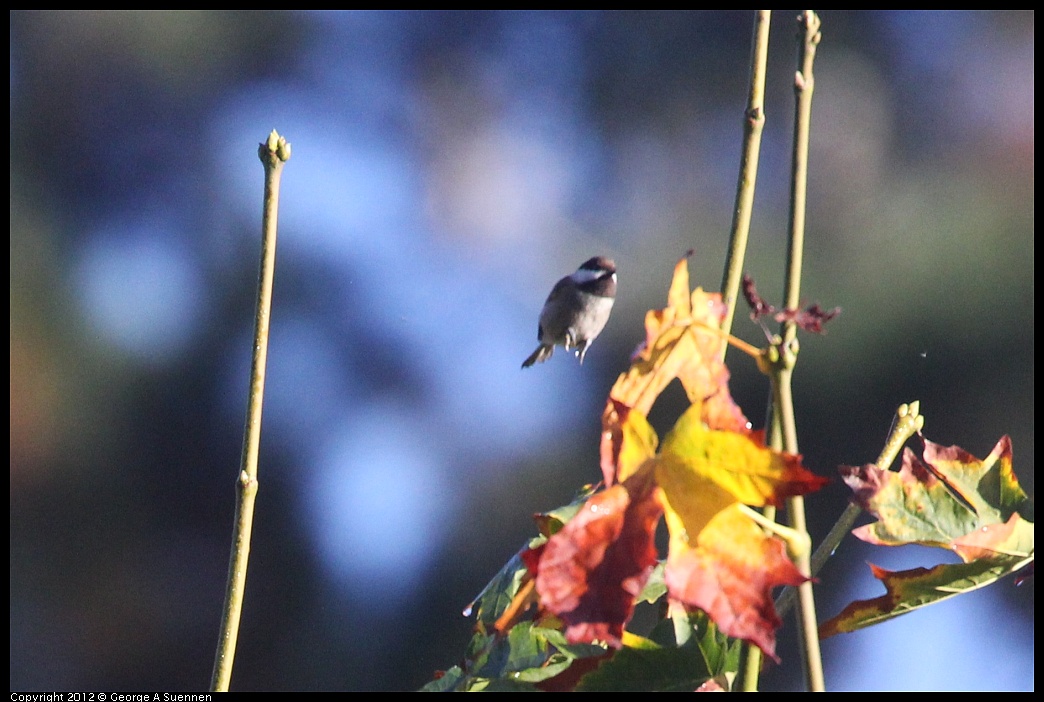 1102-083438-02.jpg - Chestnut-backed Chickadee