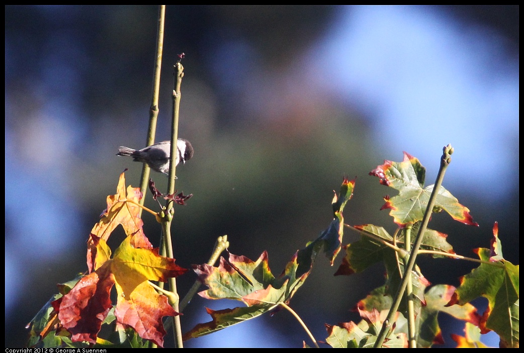 1102-083439-01.jpg - Chestnut-backed Chickadee