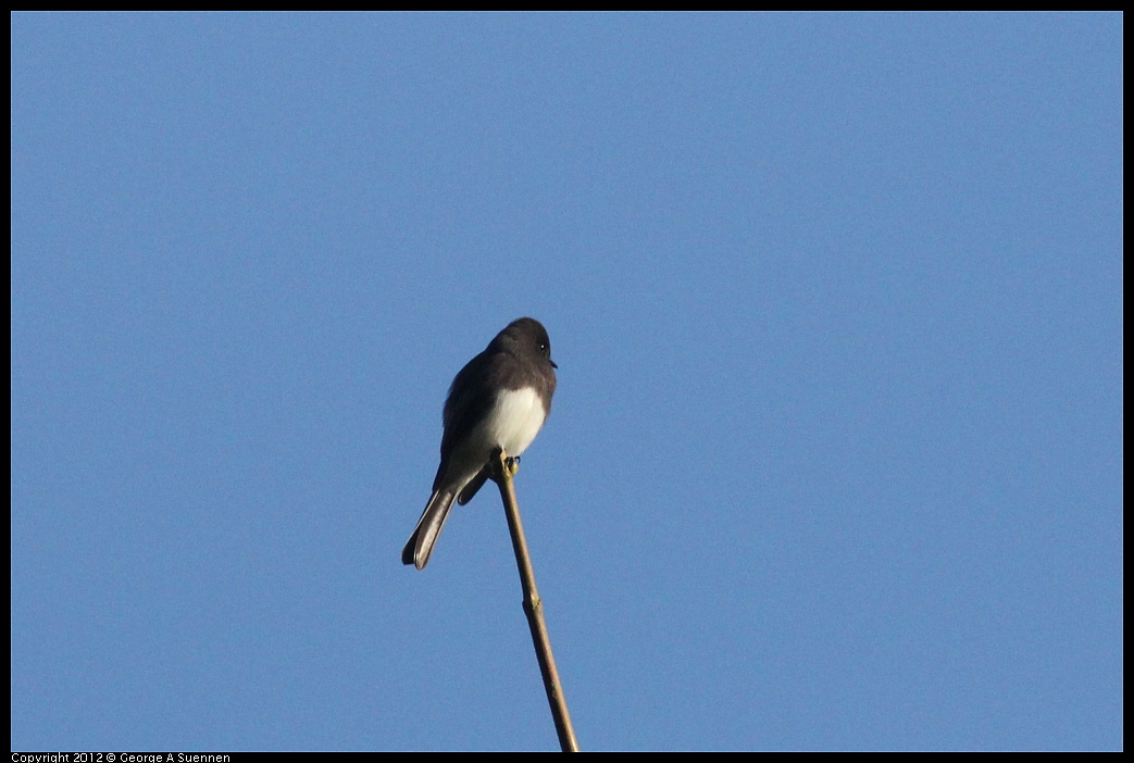 1102-083650-01.jpg - Black Phoebe