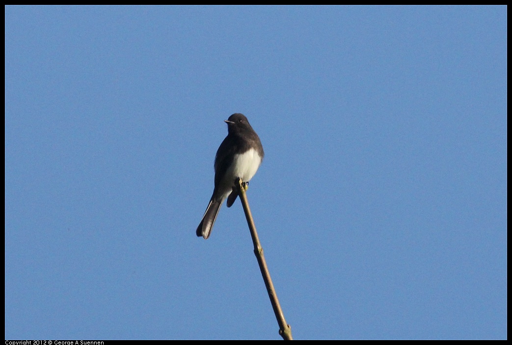 1102-083723-03.jpg - Black Phoebe