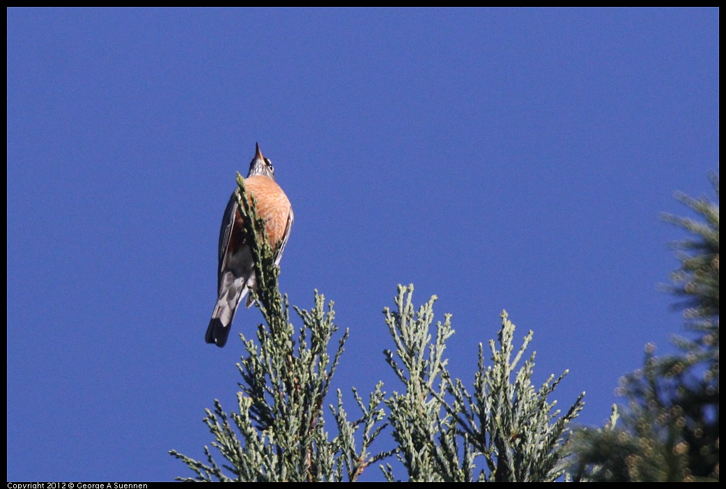 1102-083824-03.jpg - American Robin