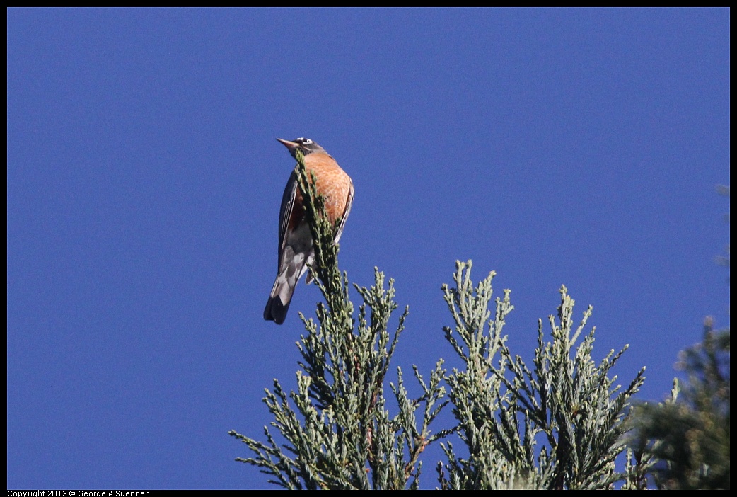 1102-083825-02.jpg - American Robin