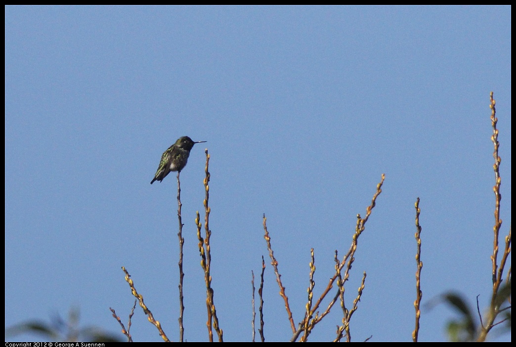 1102-084258-01.jpg - Anna's Hummingbird