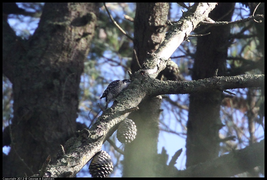 1102-084917-01.jpg - Nuttall's Woodpecker