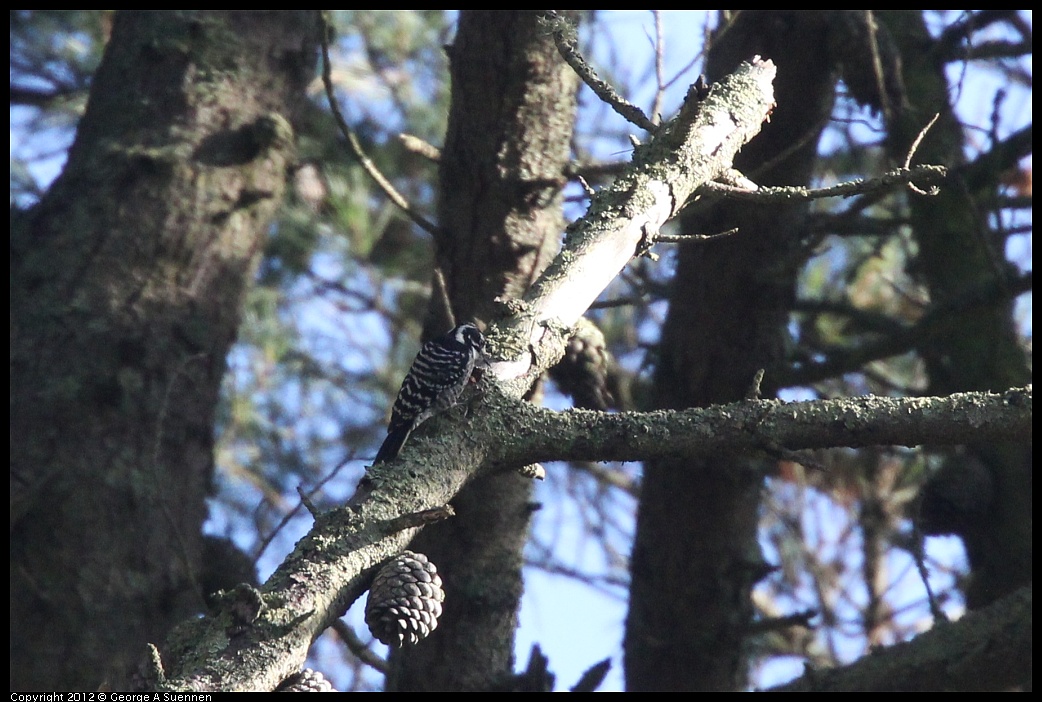 1102-084931-02.jpg - Nuttall's Woodpecker