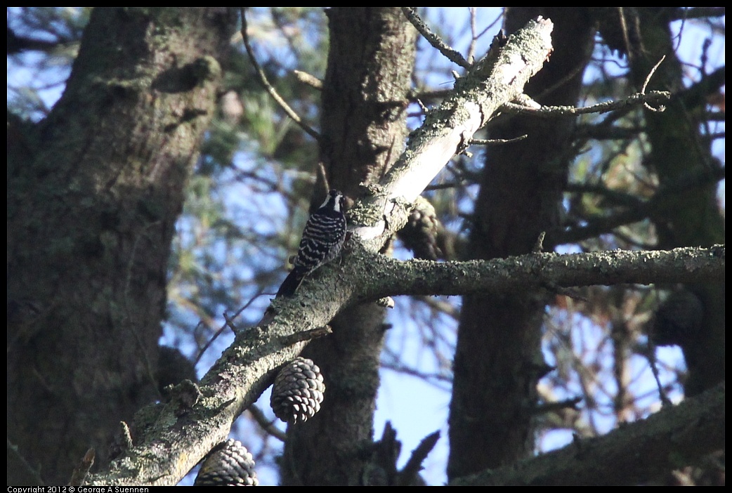 1102-084936-03.jpg - Nuttall's Woodpecker