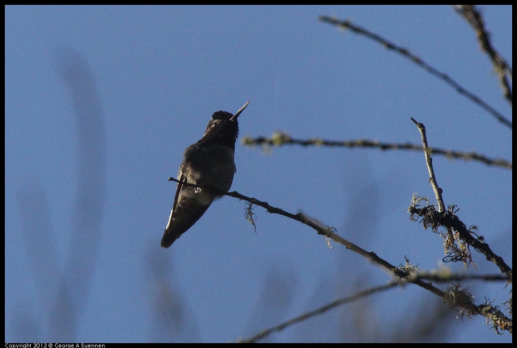 1102-085022-02.jpg - Anna's Hummingbird