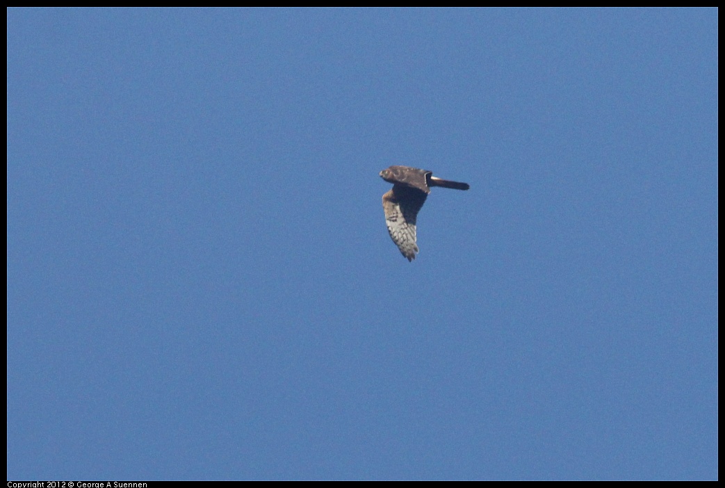 1102-090309-03.jpg - Northern Harrier