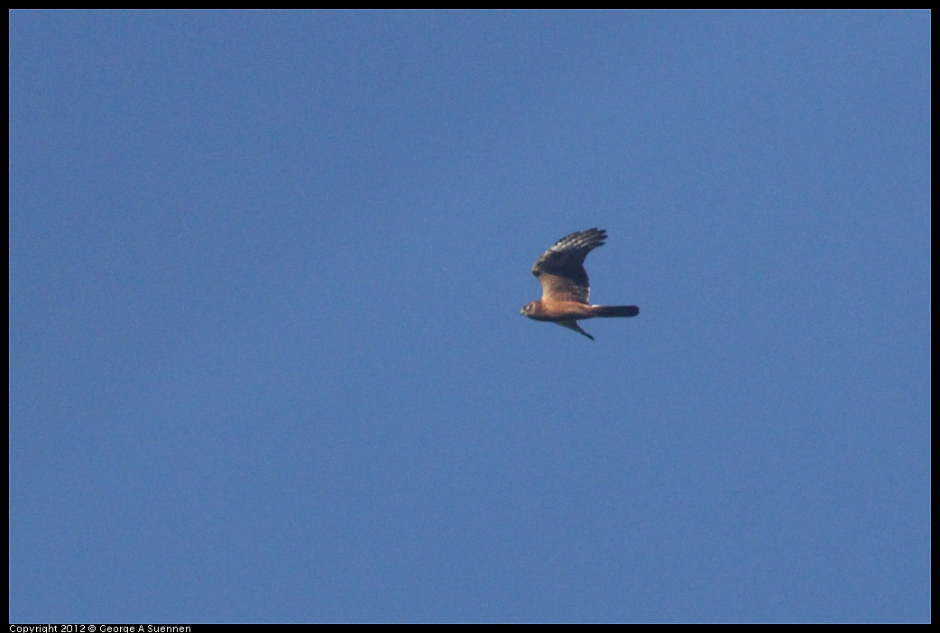 1102-090310-01.jpg - Northern Harrier